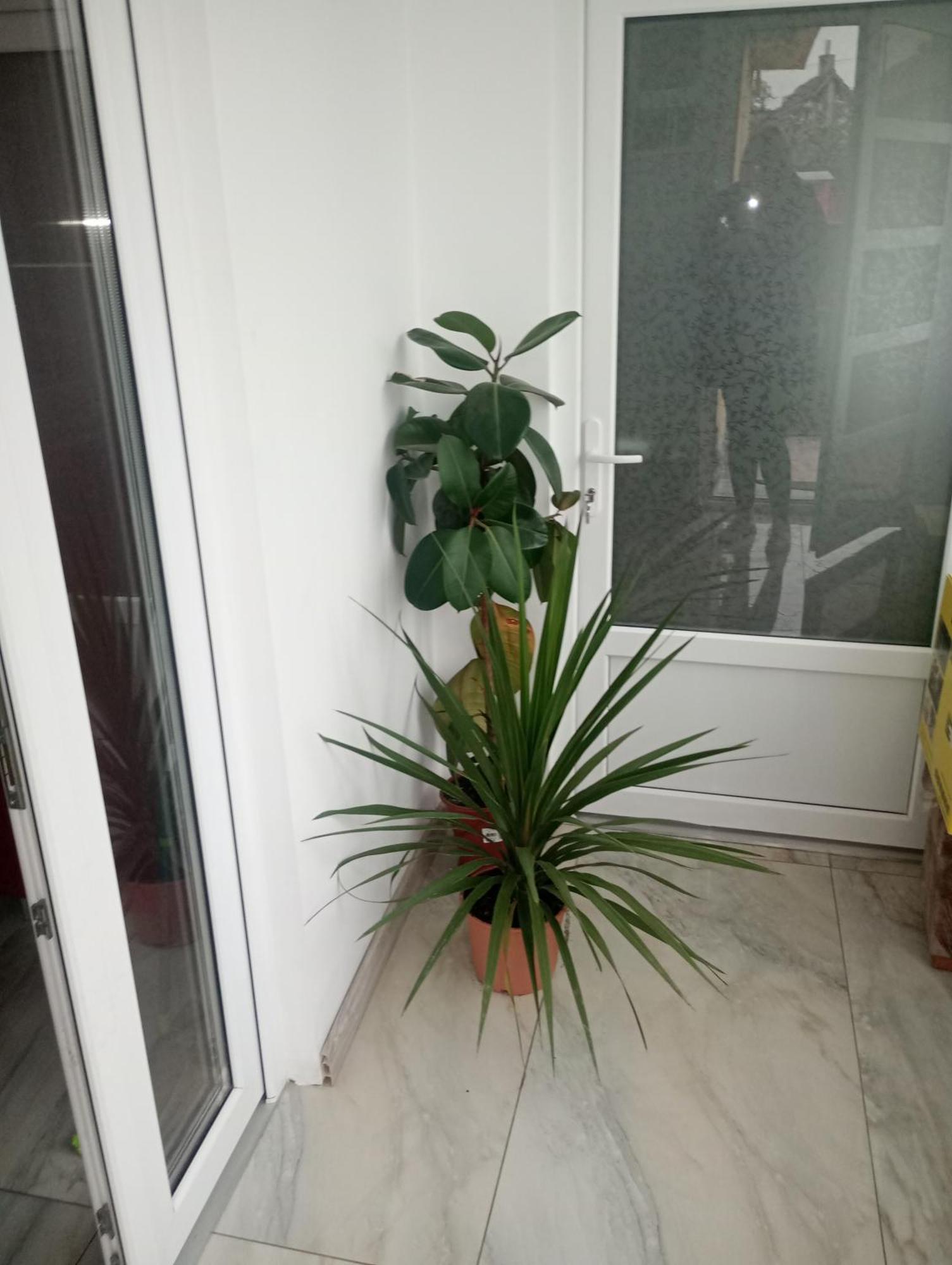Izabella Guest House Săcele Buitenkant foto