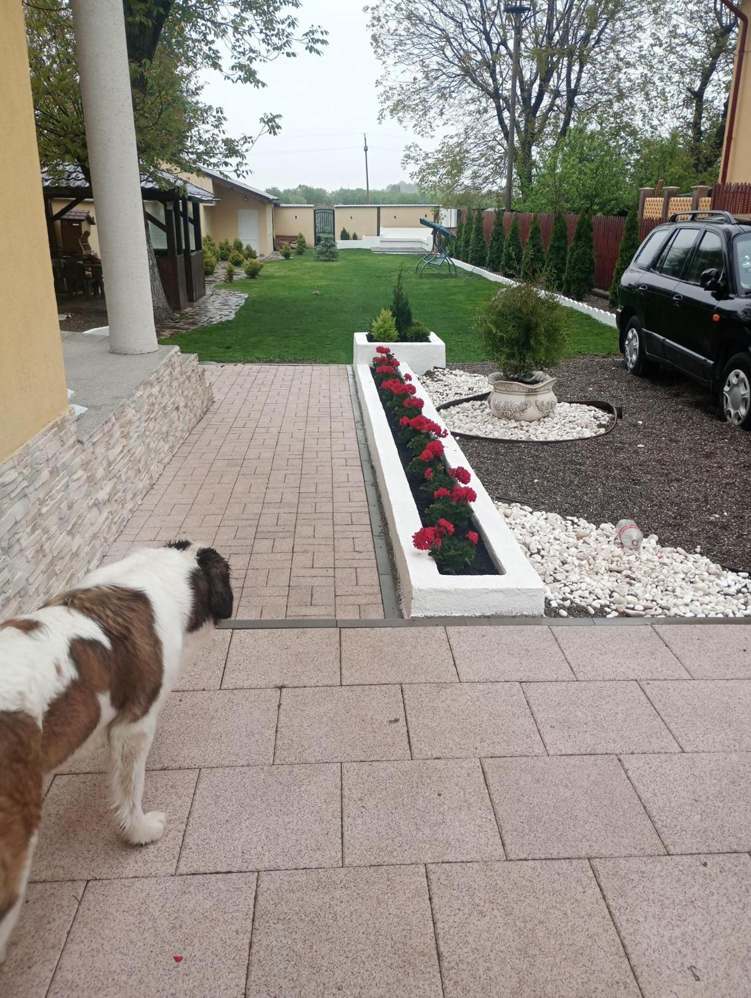 Izabella Guest House Săcele Buitenkant foto